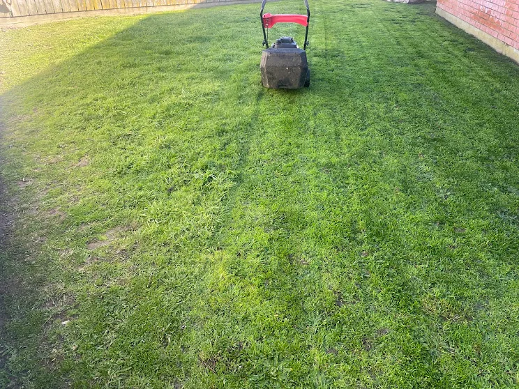 Fresh mower stripes on a lawn in Wellington