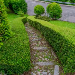 Neatly trimmed hedge in Wellington